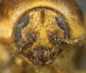 Media type: image;   Entomology 4278 Aspect: head frontal view